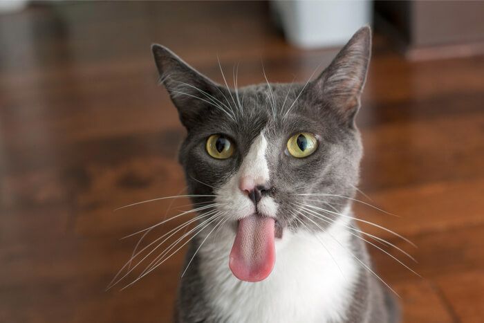 Cat-Tongue