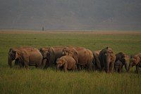 200px-An_elephant_herd_at_Jim_Corbett_National_Park