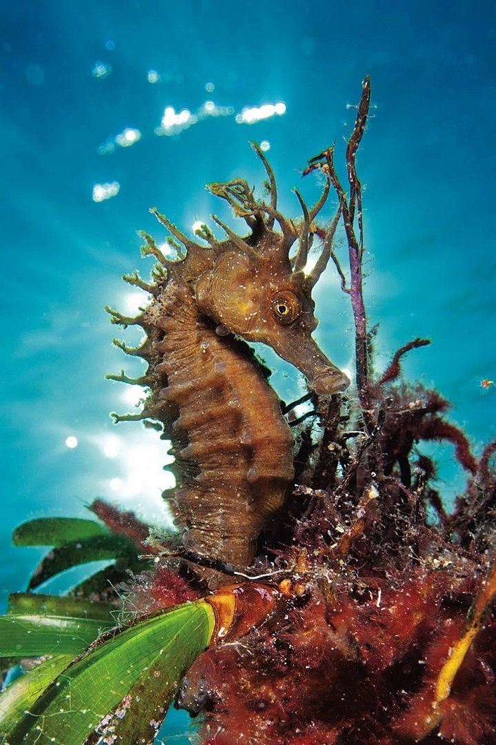 Sea Horse