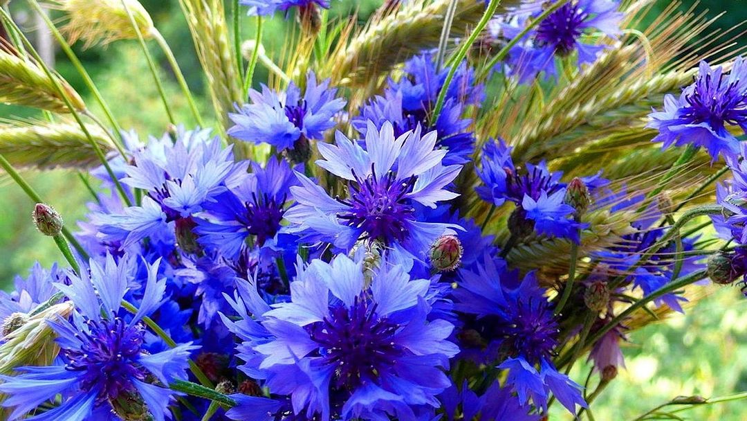 beautiful blu flowers