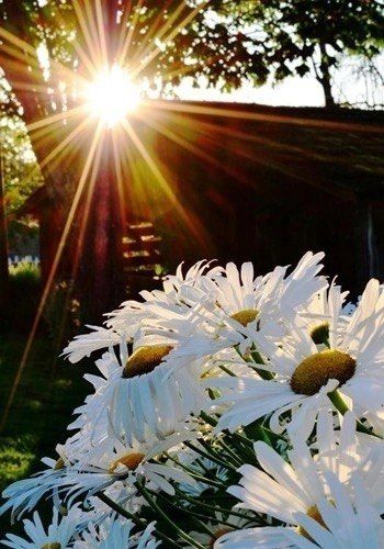 Daisies