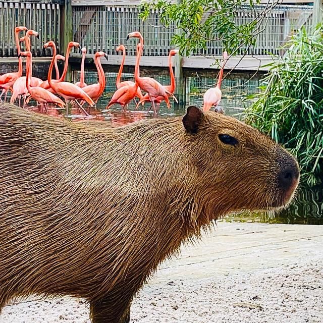 CAPYBARA x ZORA