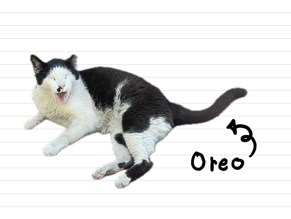 Cat_Oreo_2