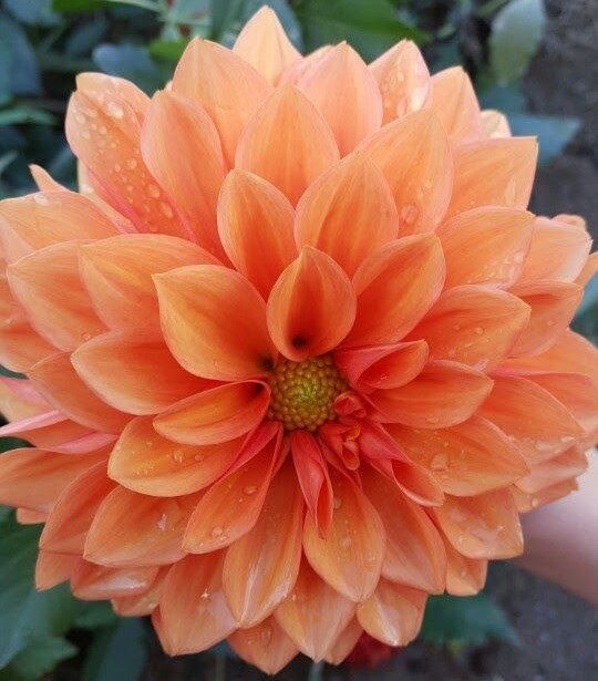 orange dahlia