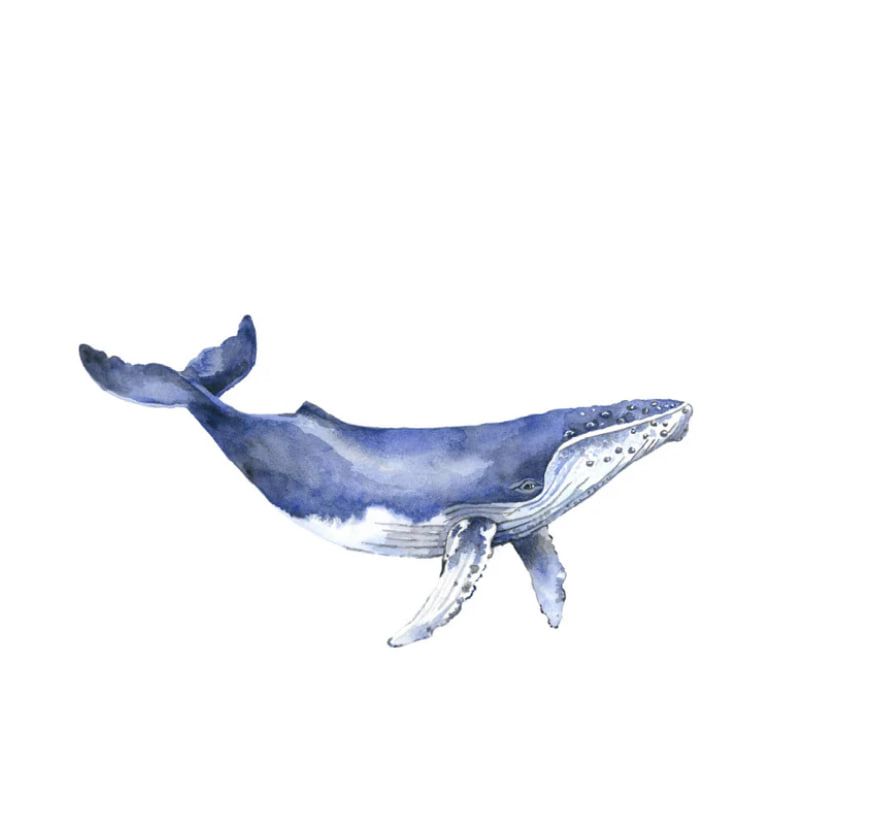 whale