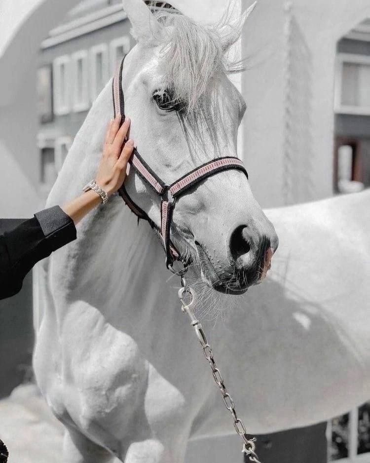 white horse