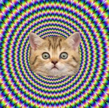 LSD Cat