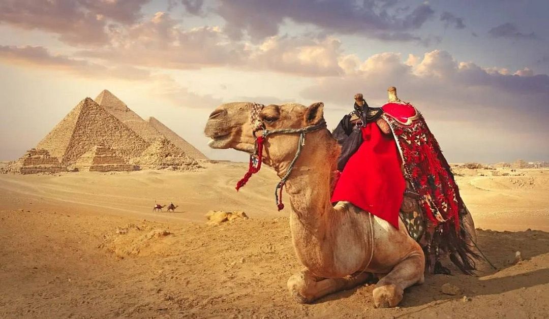 Egypt, pyramids, camel