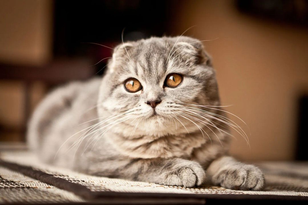 Scottish-fold-cat