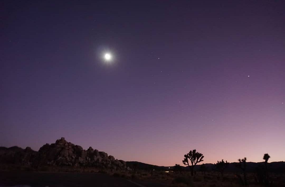 Starlight at Joshua Tree National Park