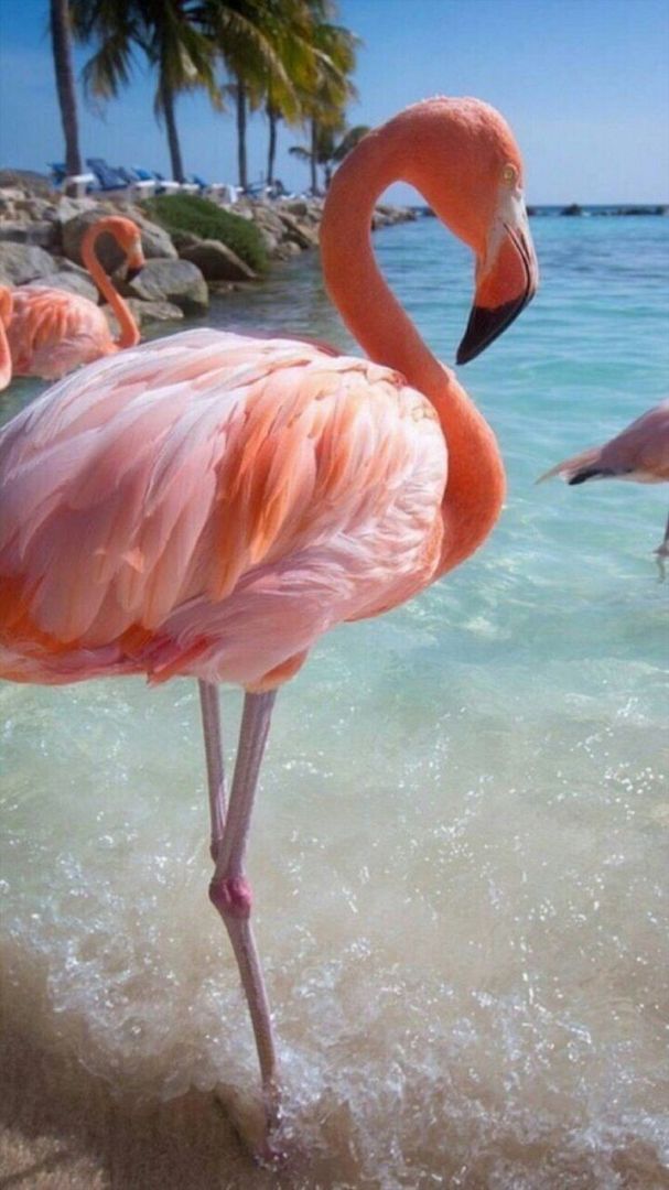 flamingo