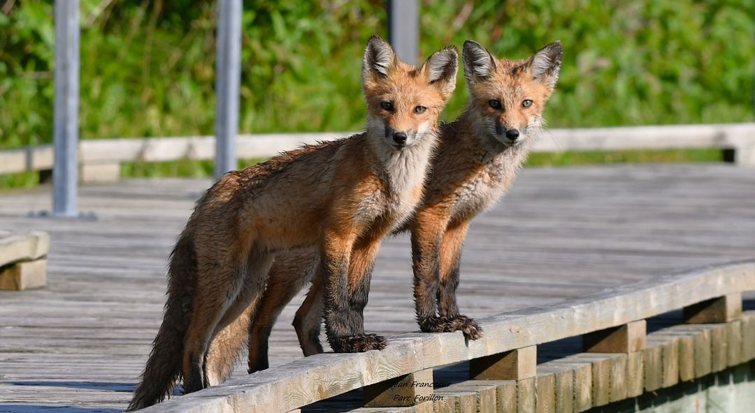 les amis renards