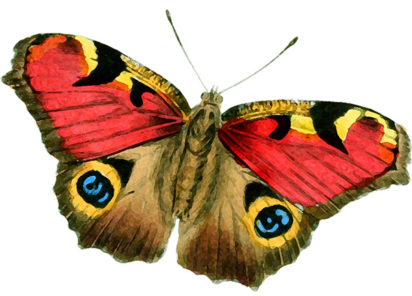 1_butterfly_