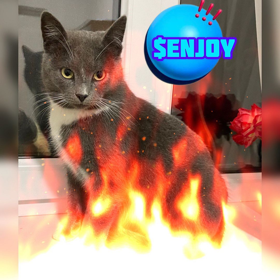 ENJOY FIRE CAT