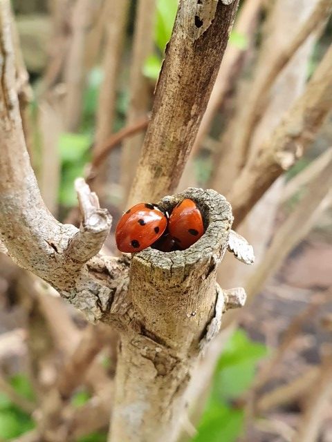 spring-in-the-air (Small)