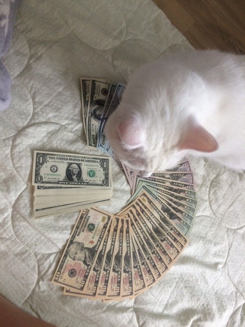 Enjoy_Cat having many dollar