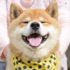 Shiba