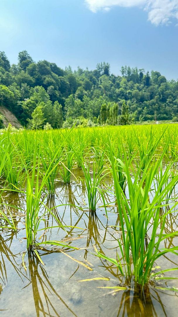 rice field