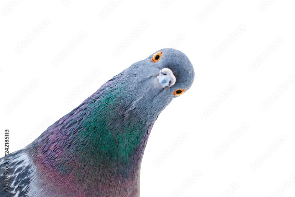 pigeon