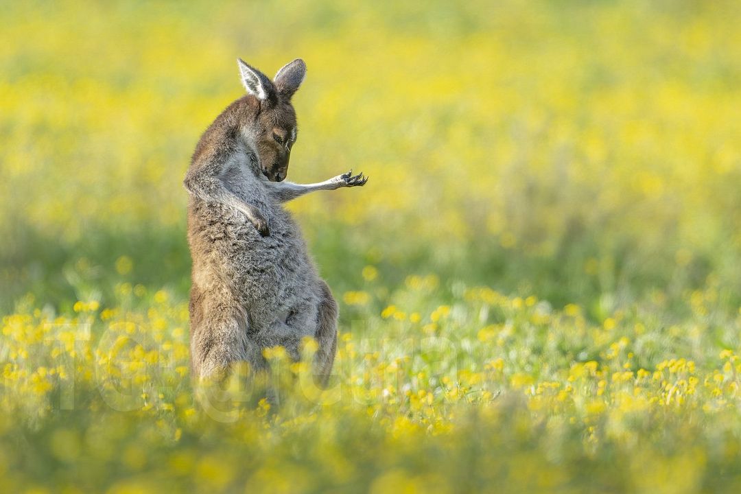 Air Guitar Roo