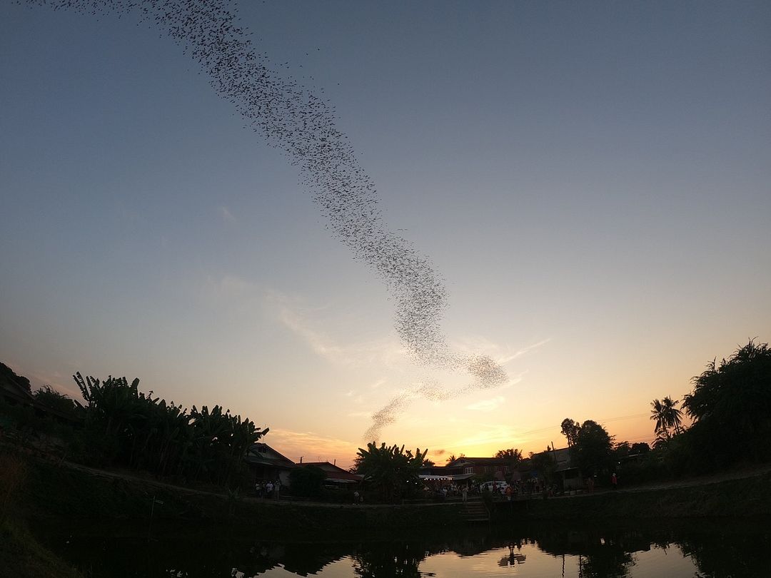 Bats flying in the sunset sky