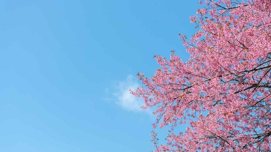 Cherry blossoms among the blue sky