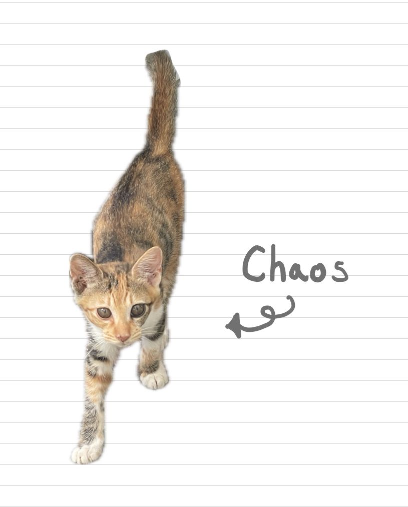 Cat_Chaos_10