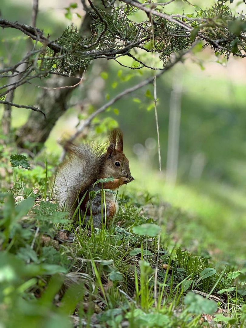 Squirrel