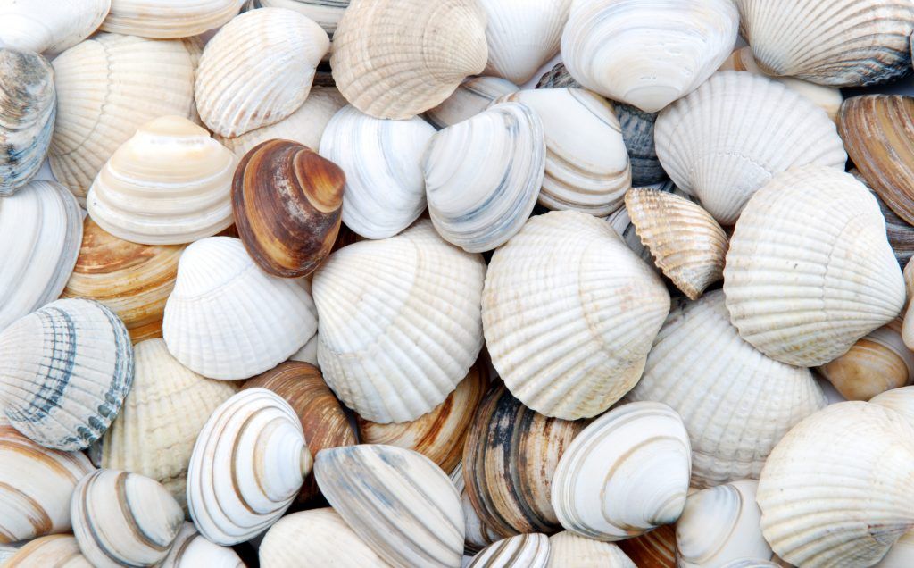 seashells