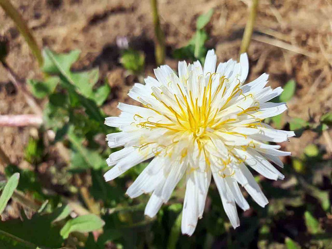 dandelion