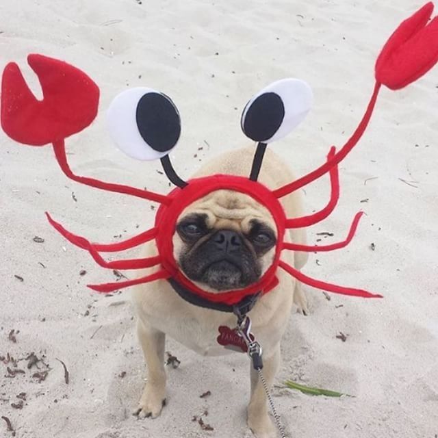 crab dog