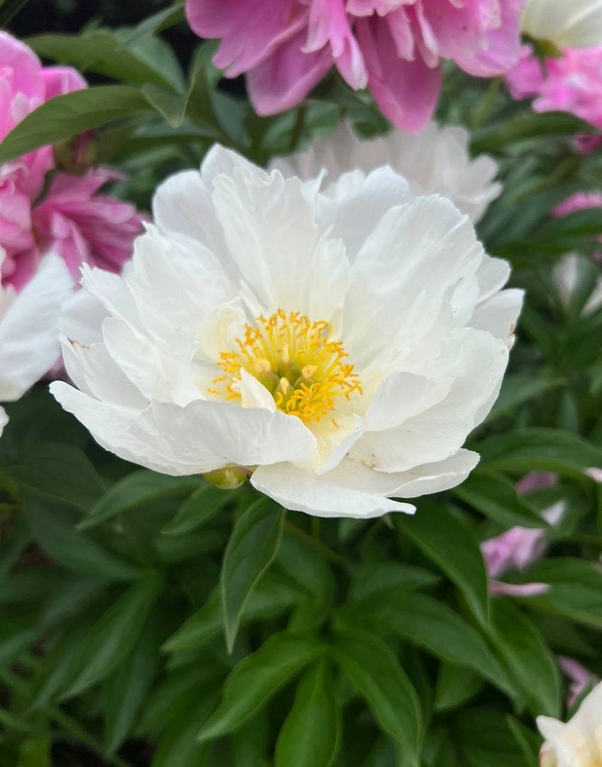 Peony