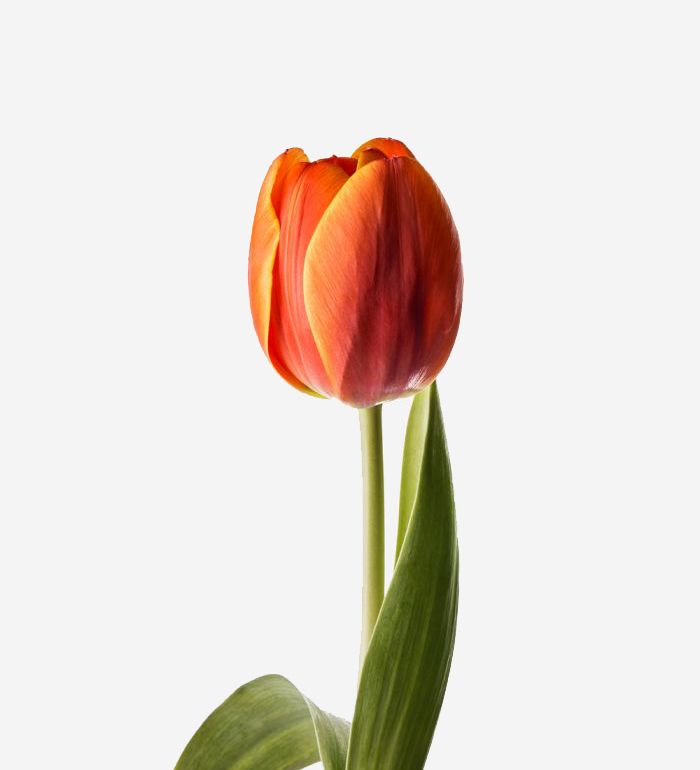 TULIP