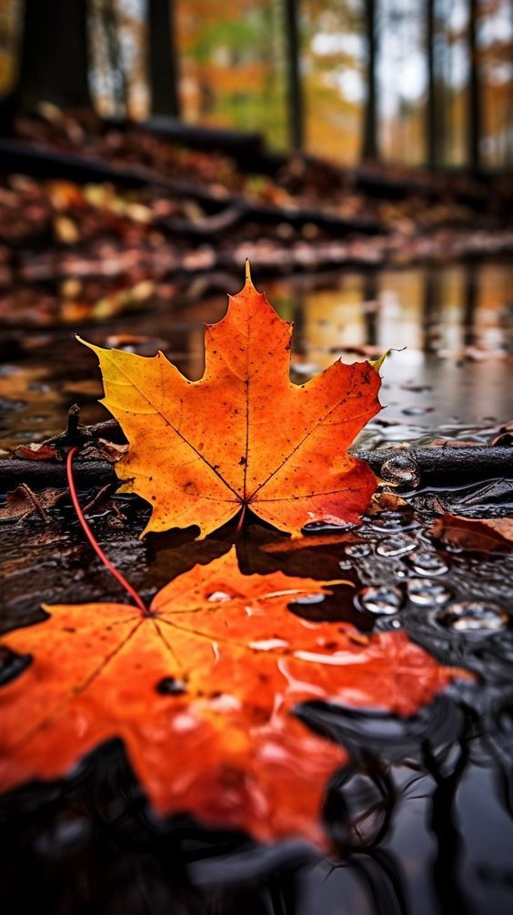 leaves in rain drops