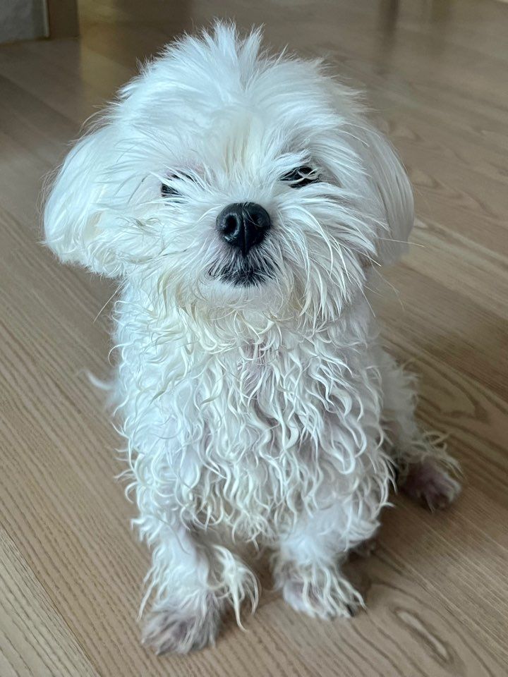 MALTESE