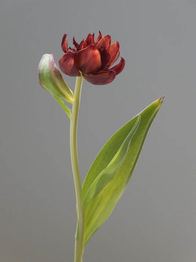 tulip