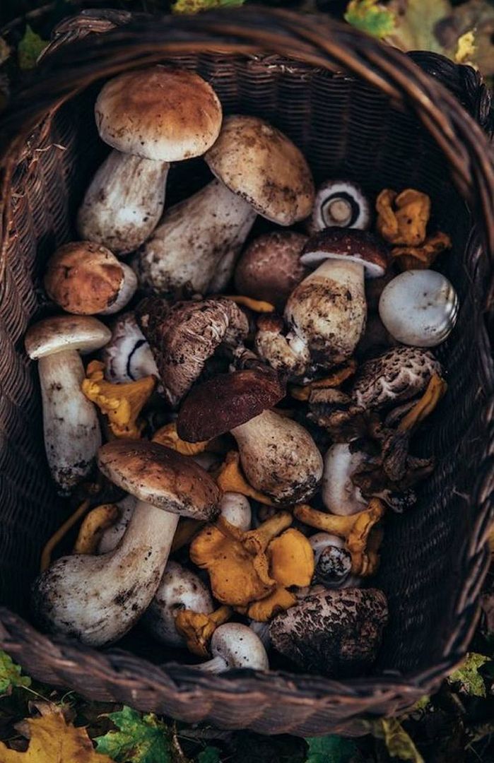 Mushroom basket