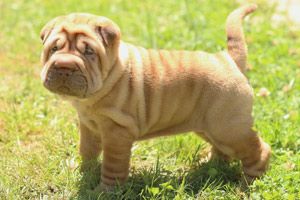 chien-silencieux-aboie-pas-shar-pei