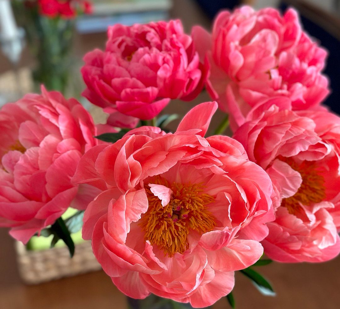 Peony