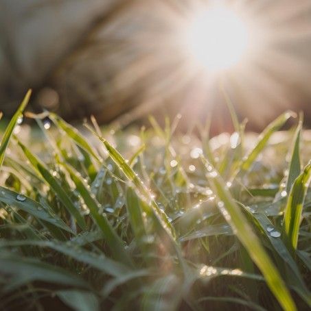 a beam of hope through the grass