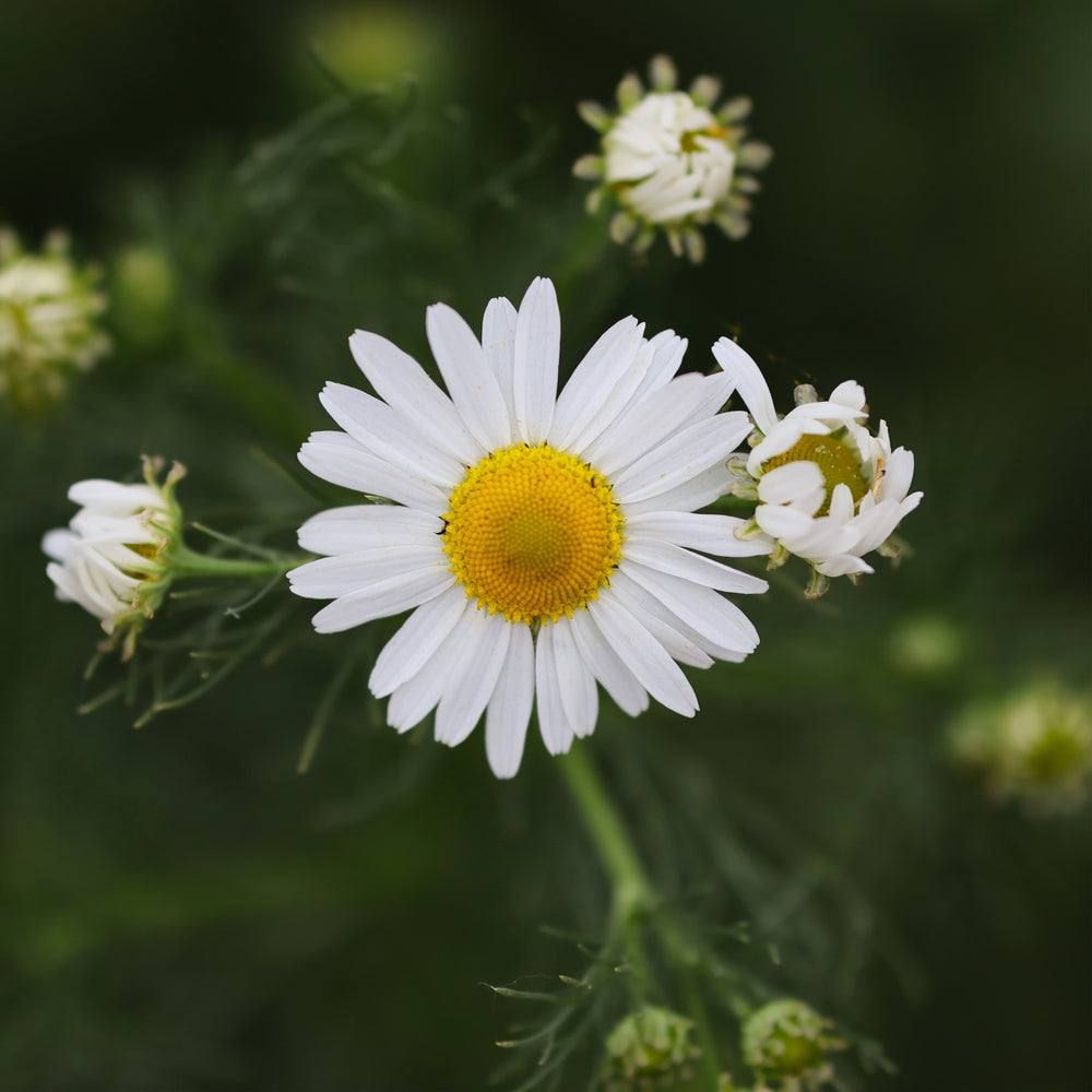 Chamomile