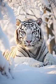 tiger snow