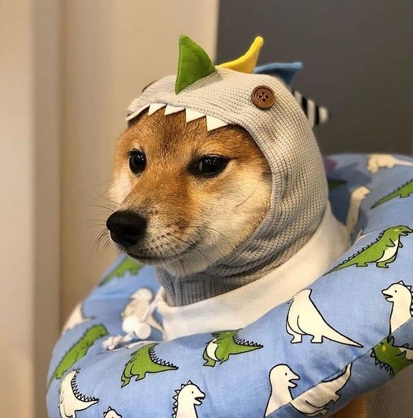 shib wif hat