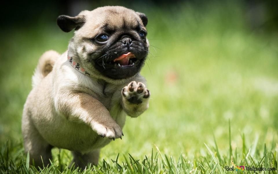 pug-dog-field-run-puppy-grass-cute-wallpaper-960x600_1