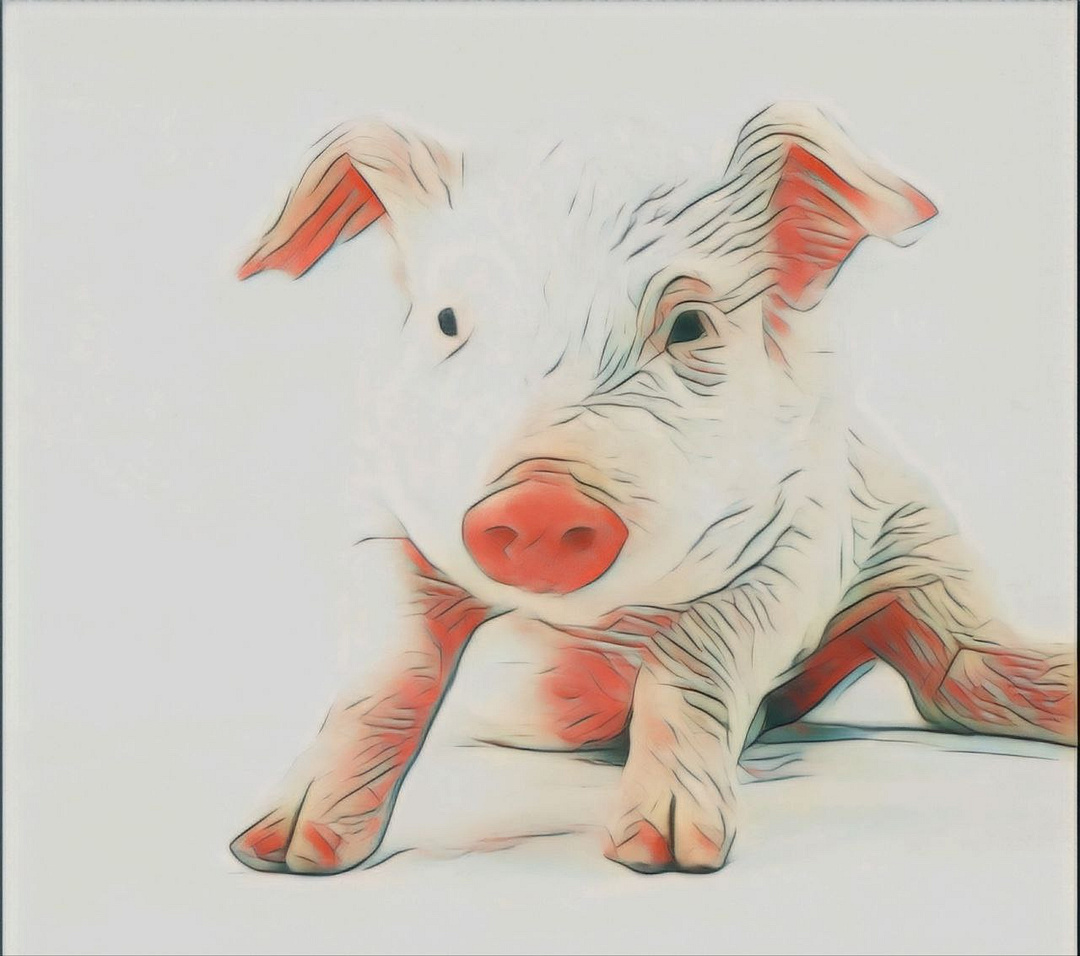 Pig