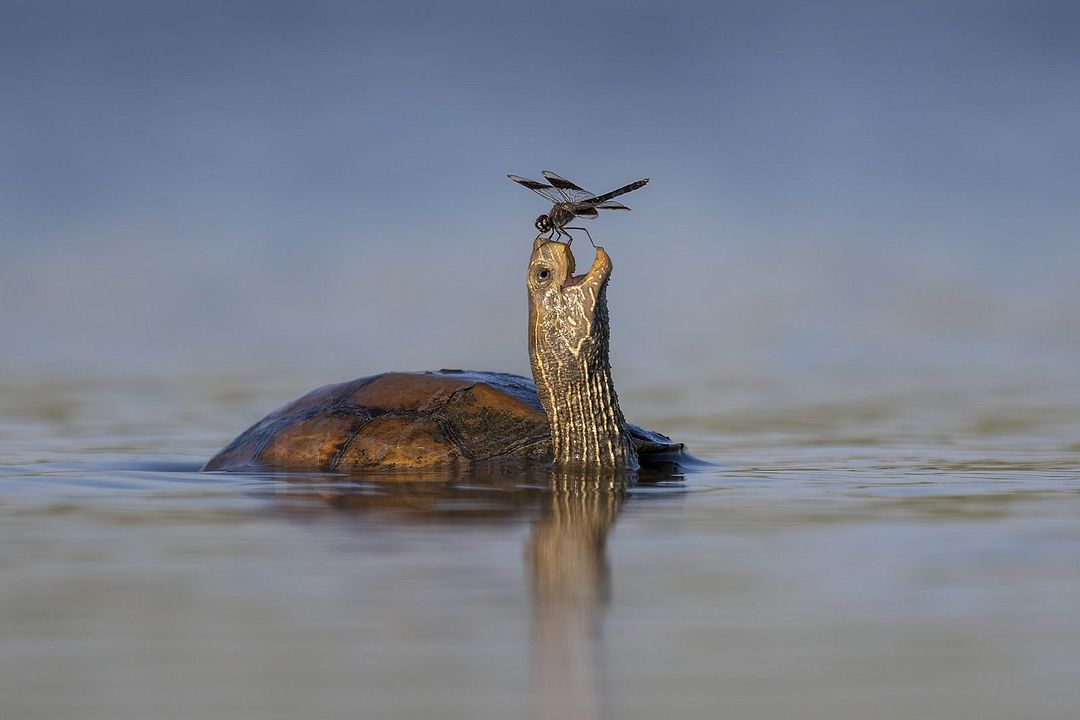 The happy turtle