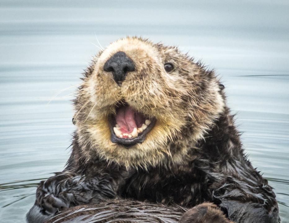 Happy Otter