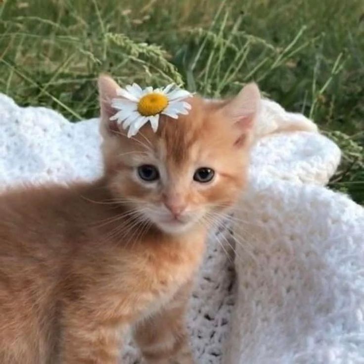 Cat with flowers