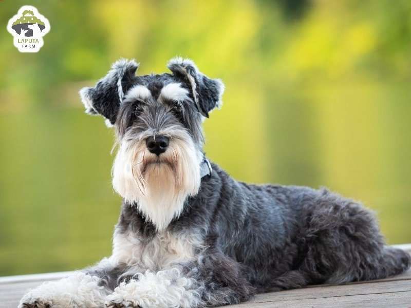 Schnauzer