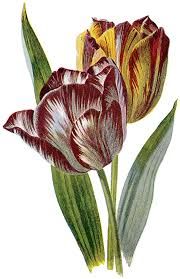 Tulip